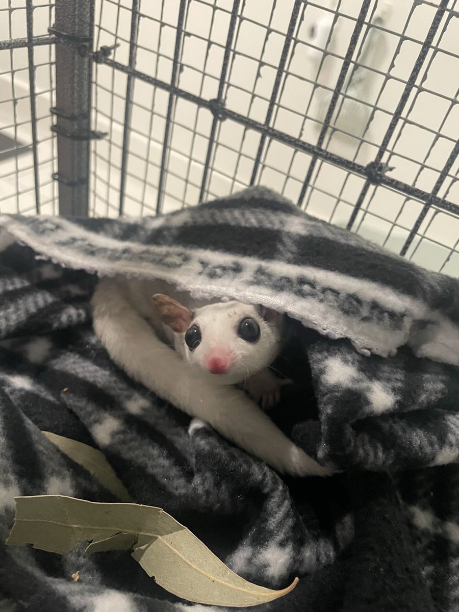 Sugar Glider 4yr Female + Cage & Accessories