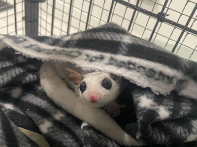 Sugar Glider 4yr Female + Cage & Accessories