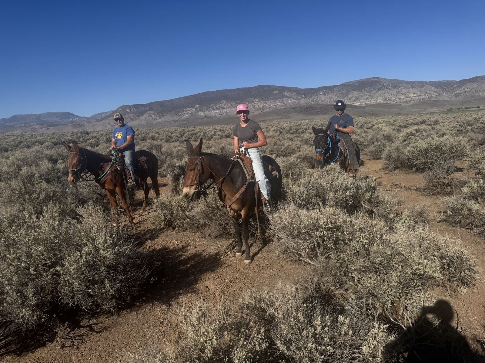 12 year old well broke mule