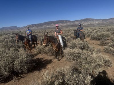 12 year old well broke mule
