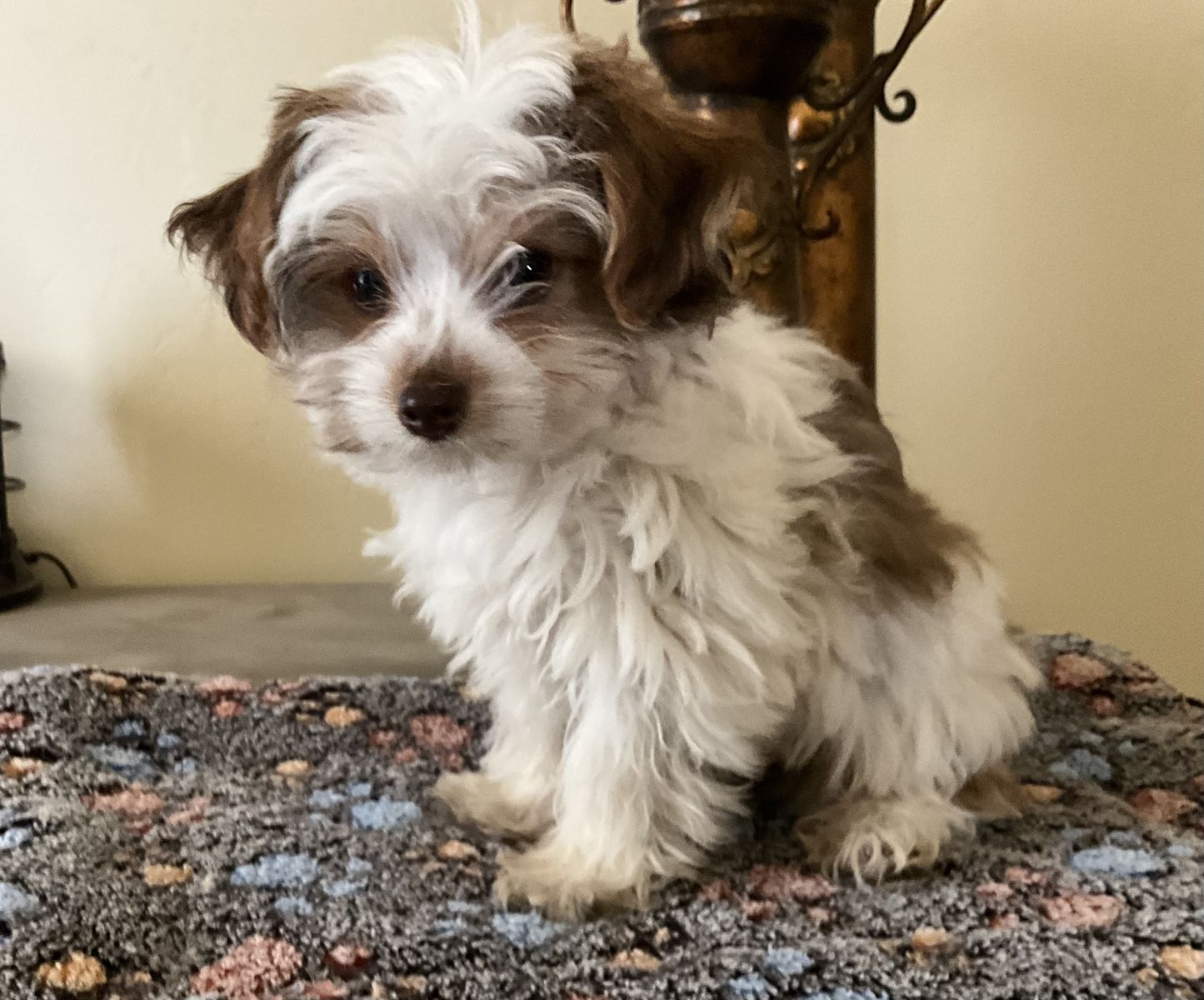 Yorkshire Terrier, Yorkie