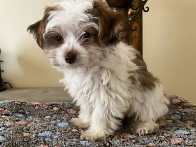 Yorkshire Terrier, Yorkie