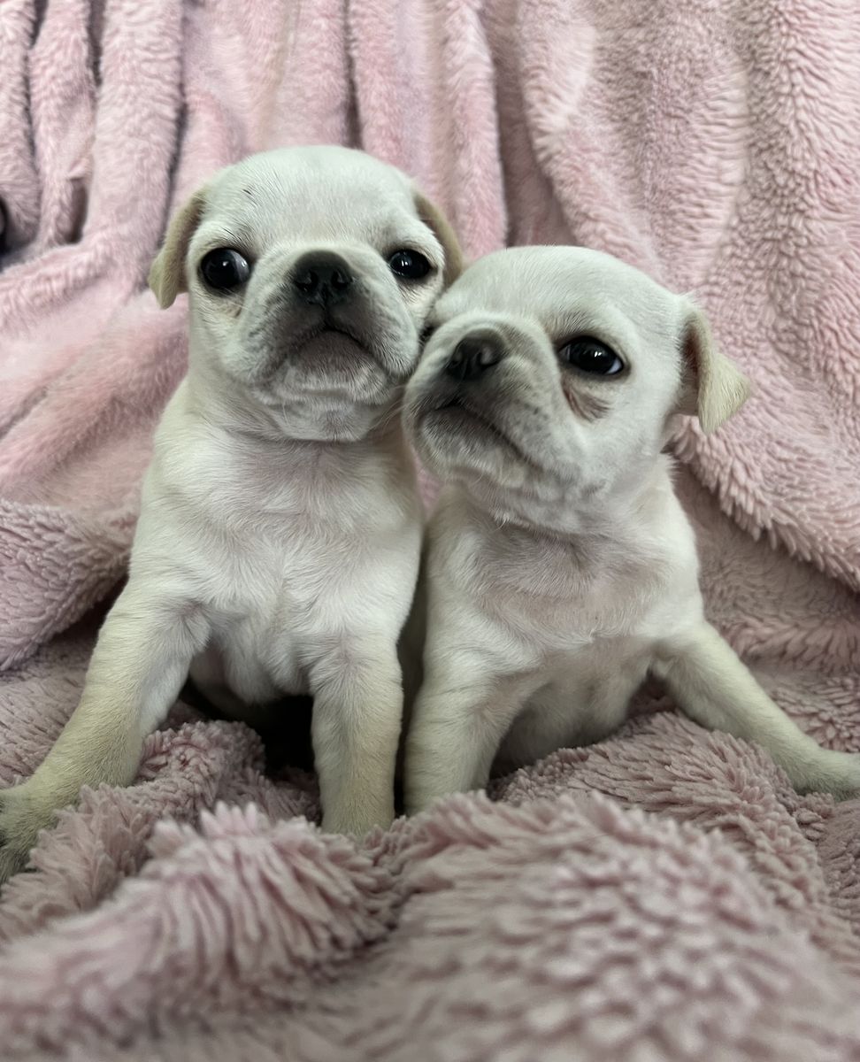 pugs