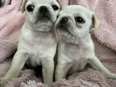 pugs