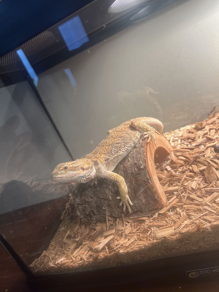 Bearded Dragon for Sale - Healthy, Adult Reptile with Enclosure