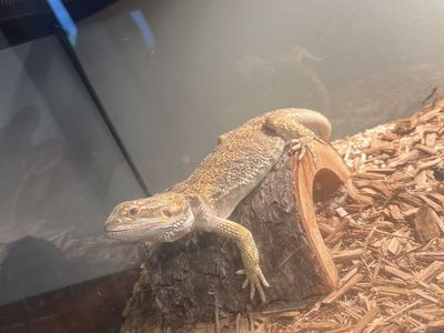Bearded Dragon for Sale - Healthy, Adult Reptile with Enclosure