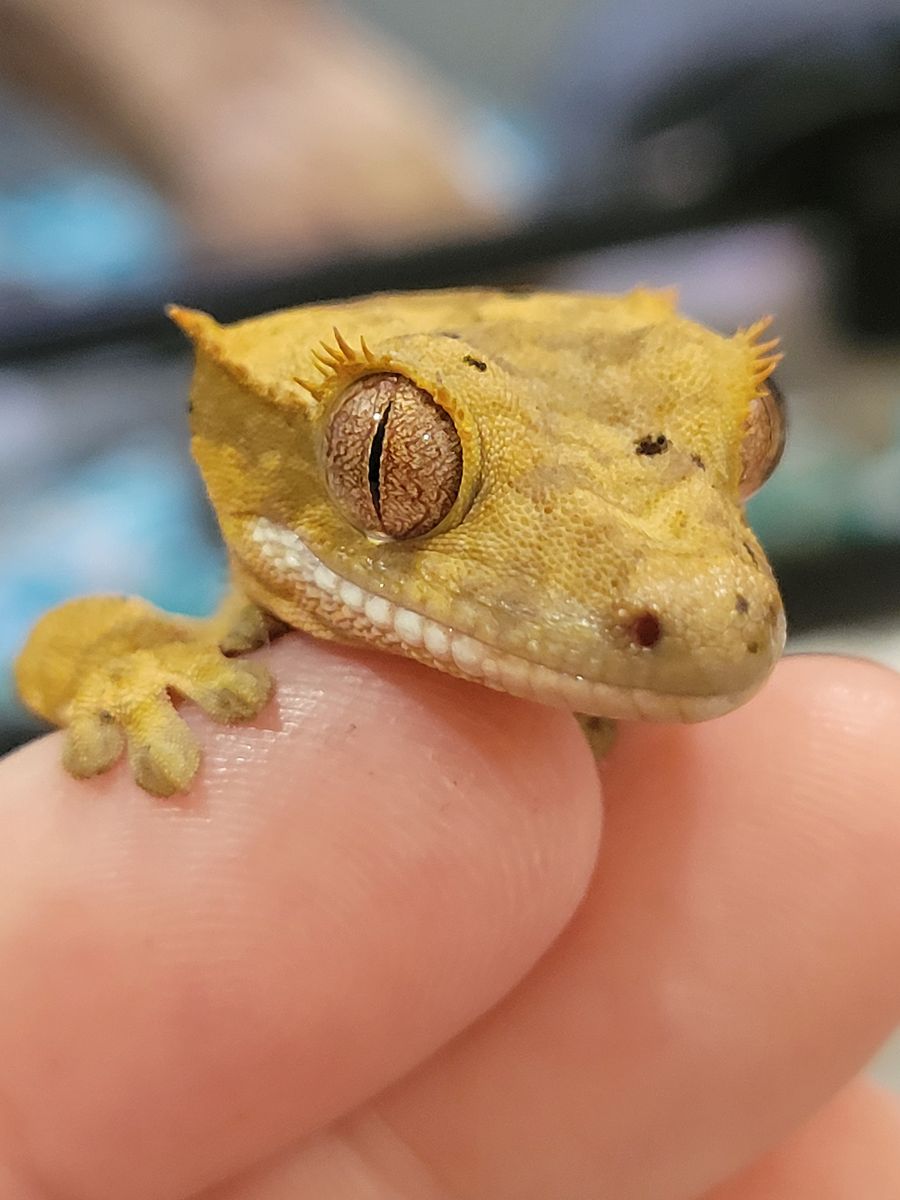 Adorable Baby Flame Dalmation Crested Gecko