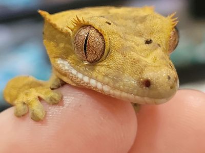 Adorable Baby Flame Dalmation Crested Gecko