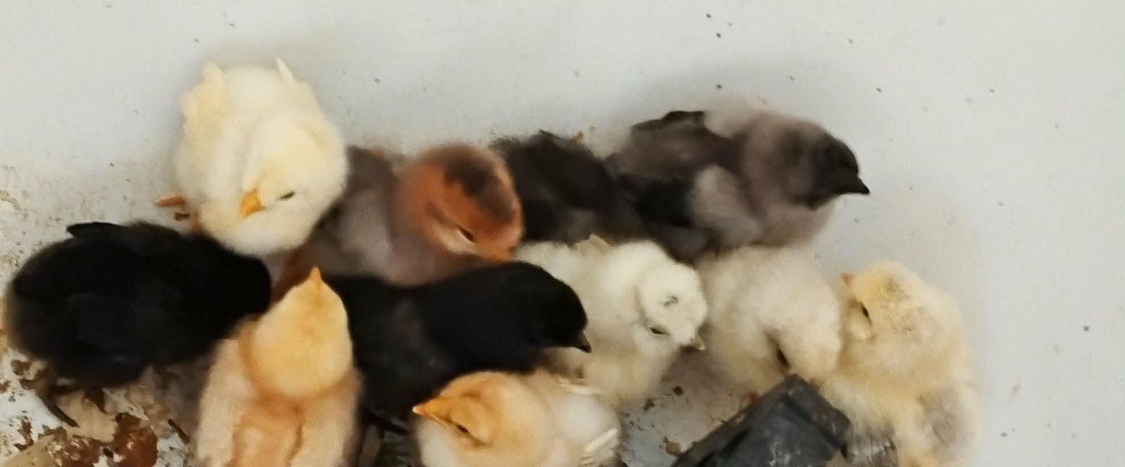 Baby Chicks for sale