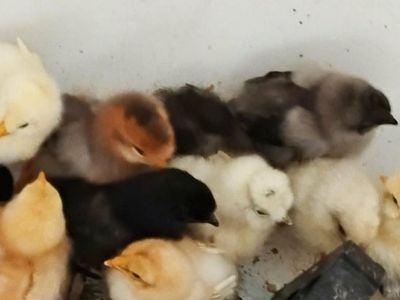 Baby Chicks for sale
