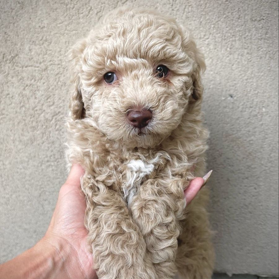 Mini goldendoodle