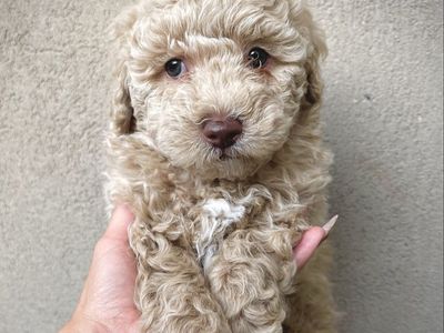 Mini goldendoodle