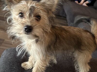 Yorkie-pomeranian mix