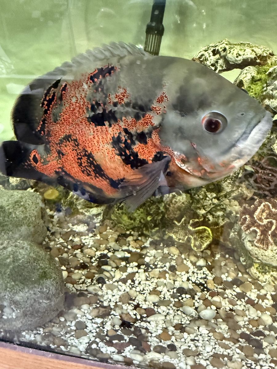 Large Aquarium Fish: Red Tiger Oscar, Jack Dempsey, African Jewel, Plecos, Featherfin, Tetra