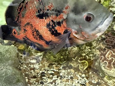 Large Aquarium Fish: Red Tiger Oscar, Jack Dempsey, African Jewel, Plecos, Featherfin, Tetra