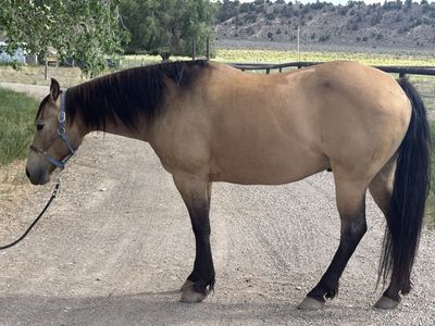 2010 American Quarter Horse - Buckskin Gelding, Rope Horse