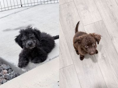 F2 Maltipoo Puppies • Poodle x Maltese • Mini Hypoallergenic