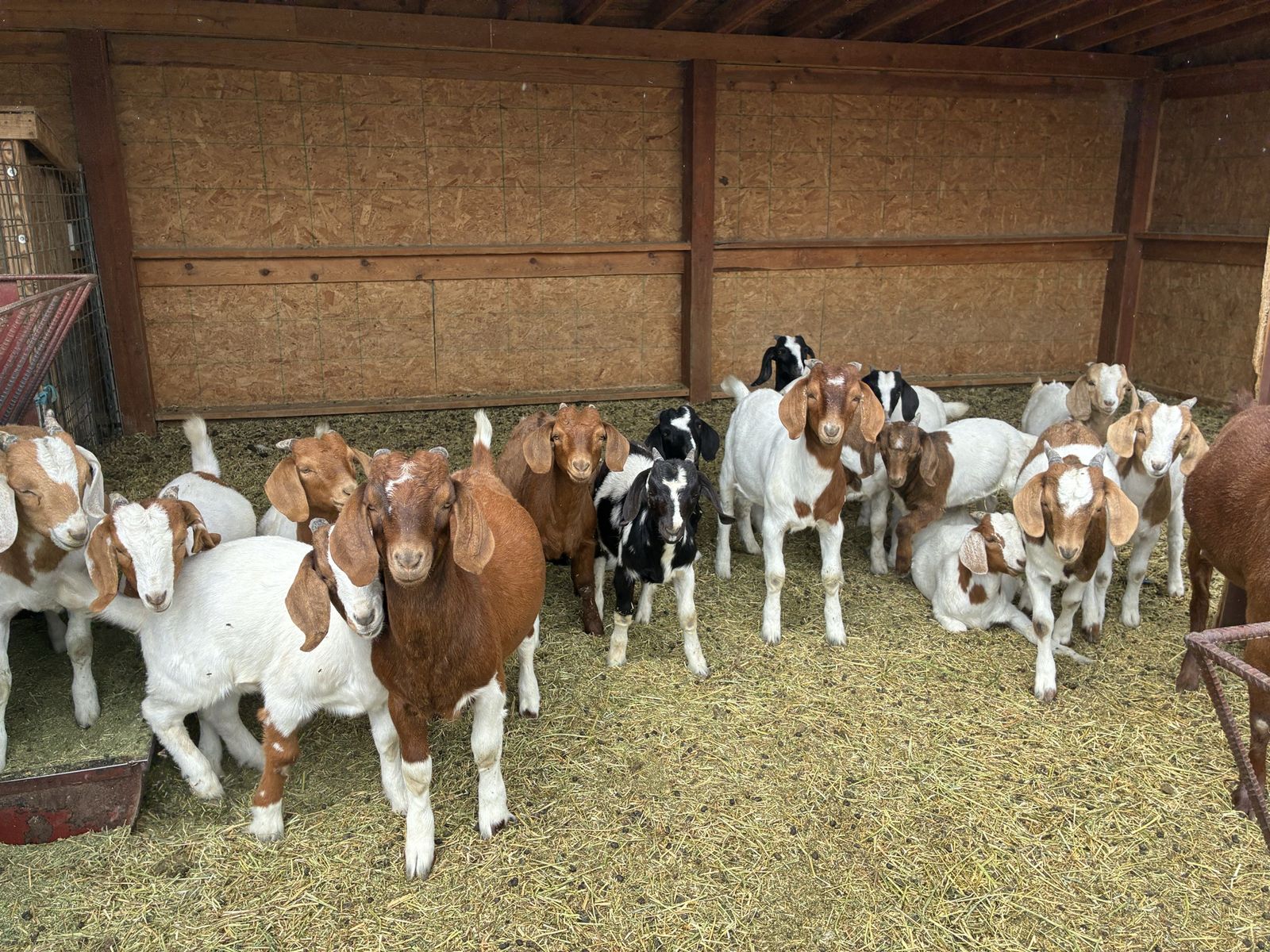 Goat kids