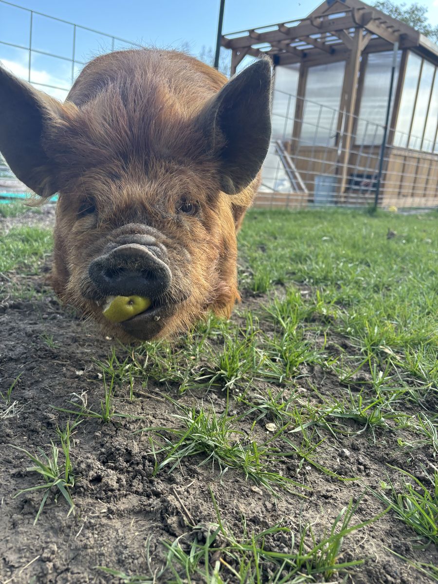 Registered Kune Kune Boar
