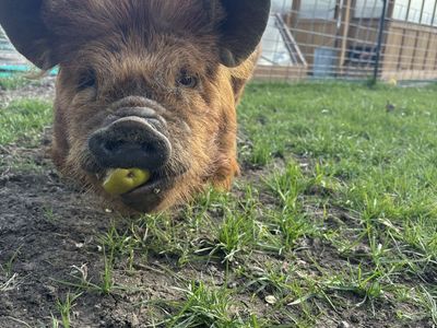 Registered Kune Kune Boar