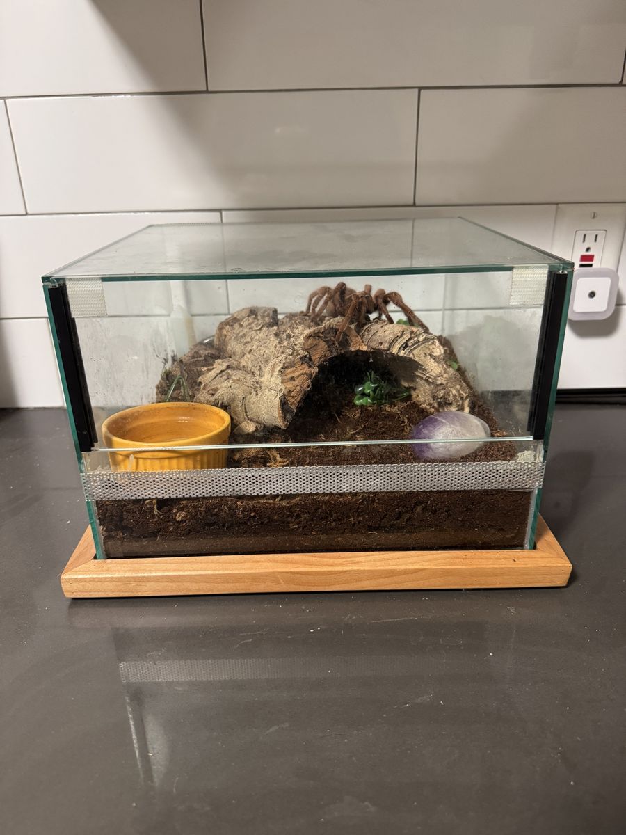 Large Female Tarantula