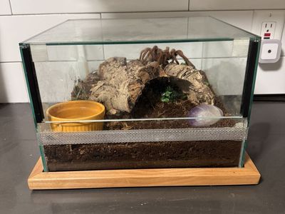 Large Female Tarantula