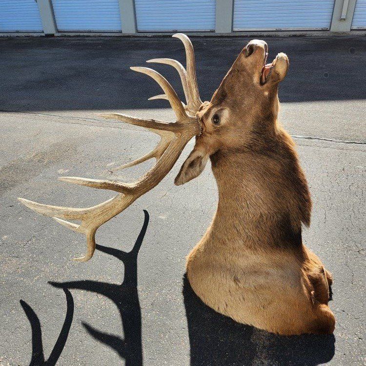 elk mount