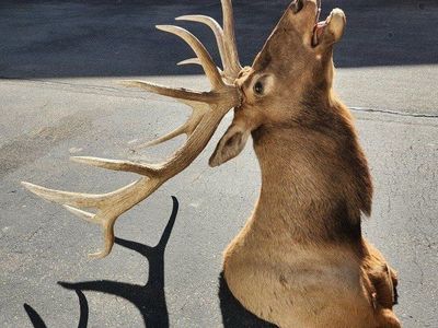 elk mount