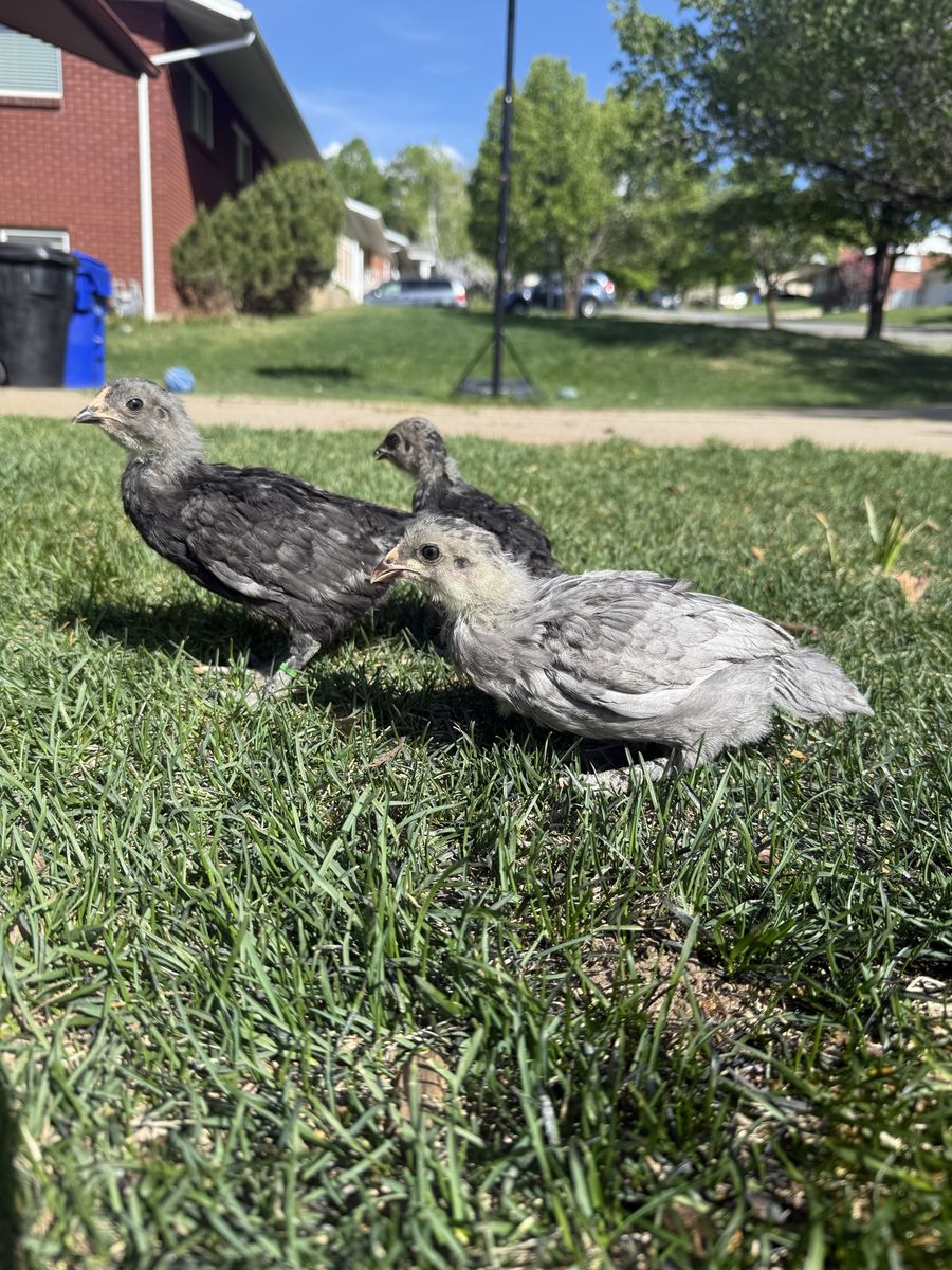 Olive Egger Chicks/Pullets