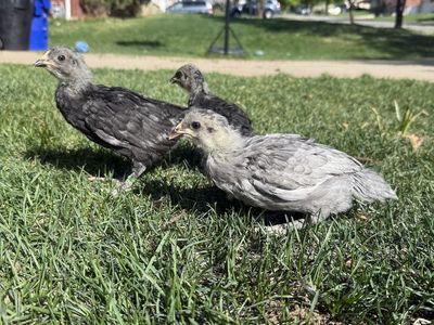 Olive Egger Chicks/Pullets