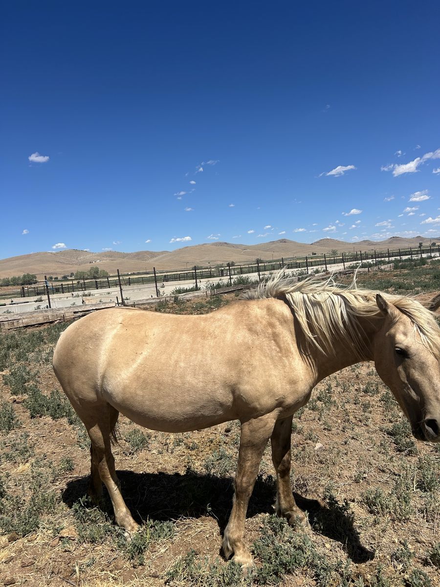 8 yo grade mare
