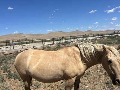 8 yo grade mare