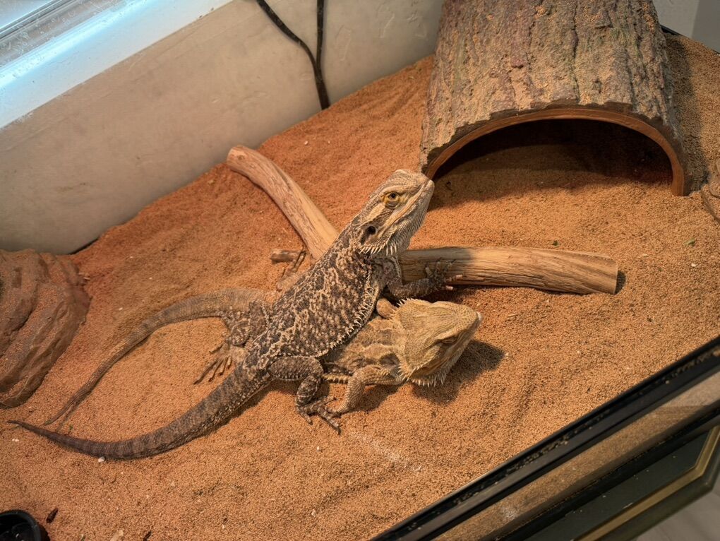 Bearded Dragons