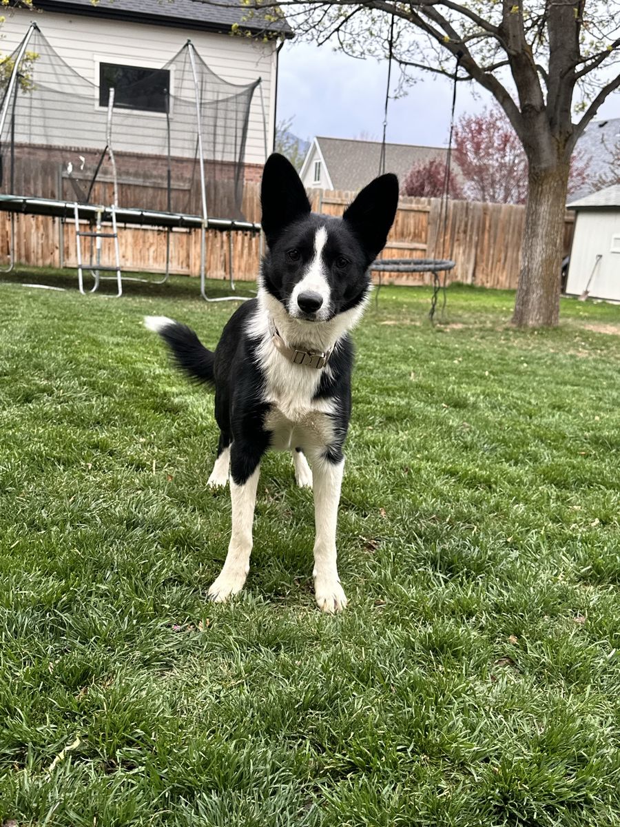 Border collie Corgi Mix -female
