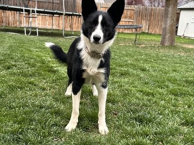 Border collie Corgi Mix -female