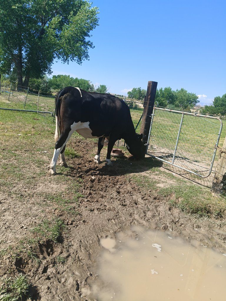 Dairy Cow for Sale - Black and White Holstein