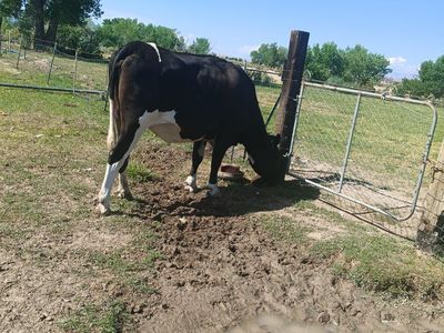 Dairy Cow for Sale - Black and White Holstein
