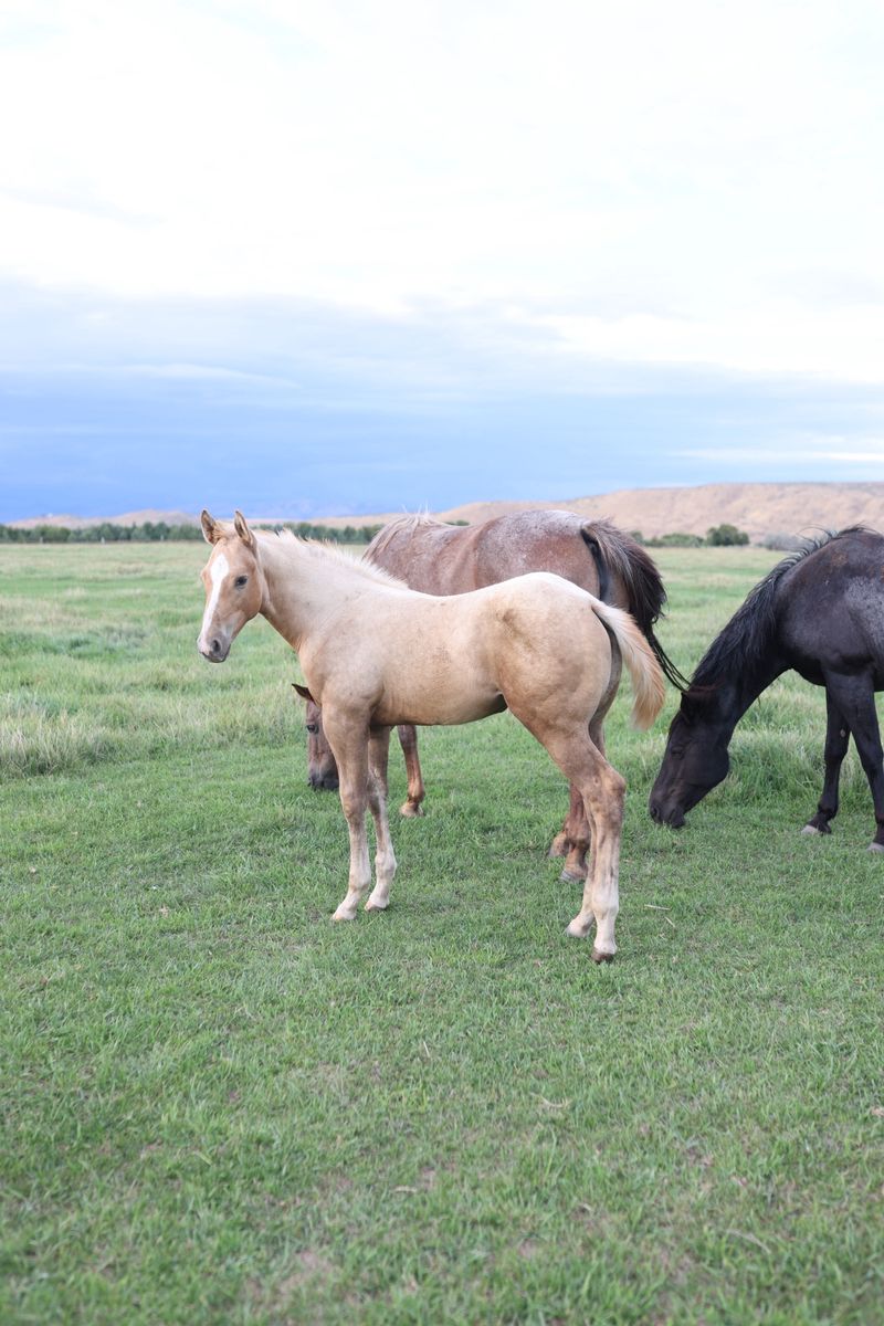 2026 Palomino Colt