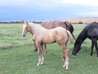 2026 Palomino Colt