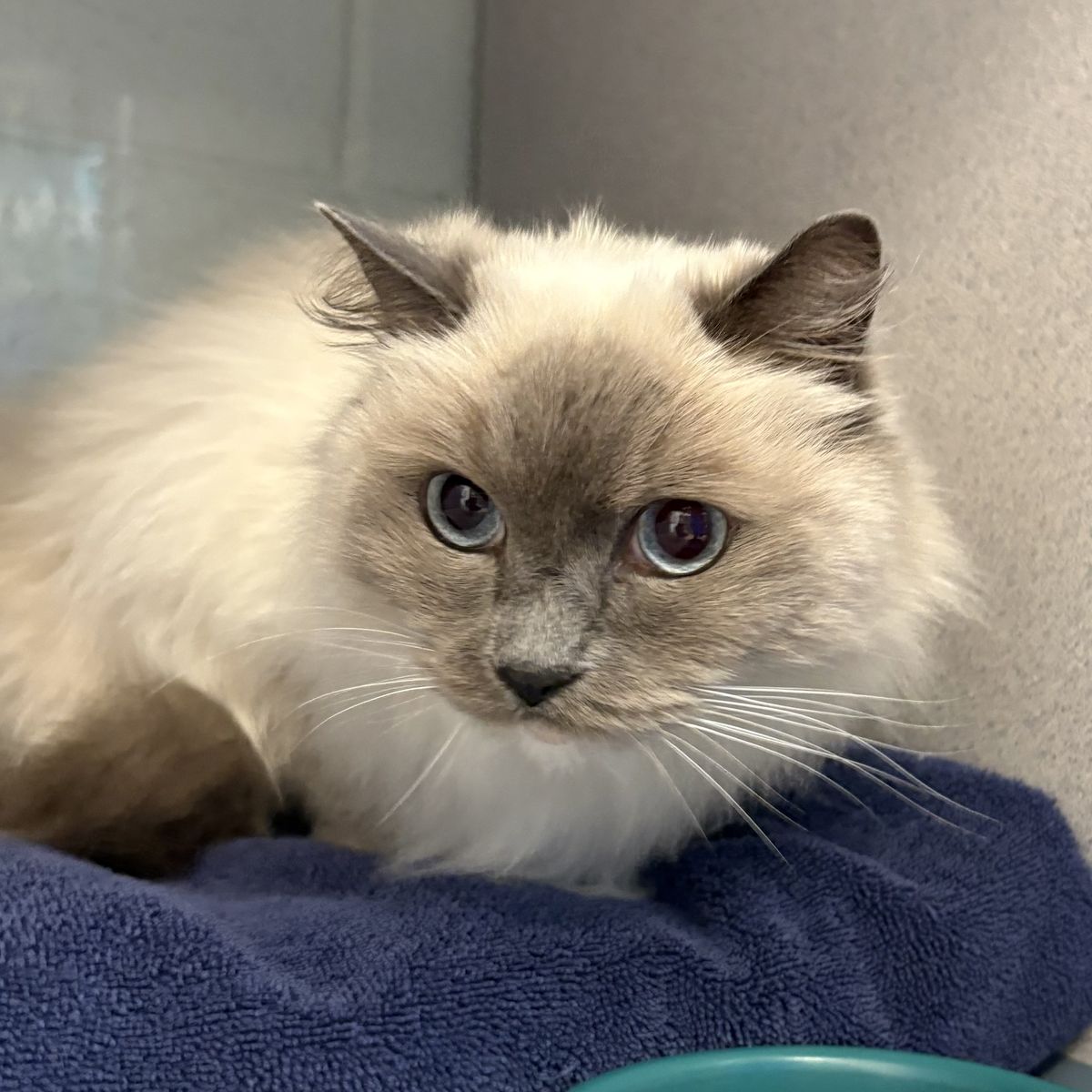 A163337 Jasmine, Available for Adoption