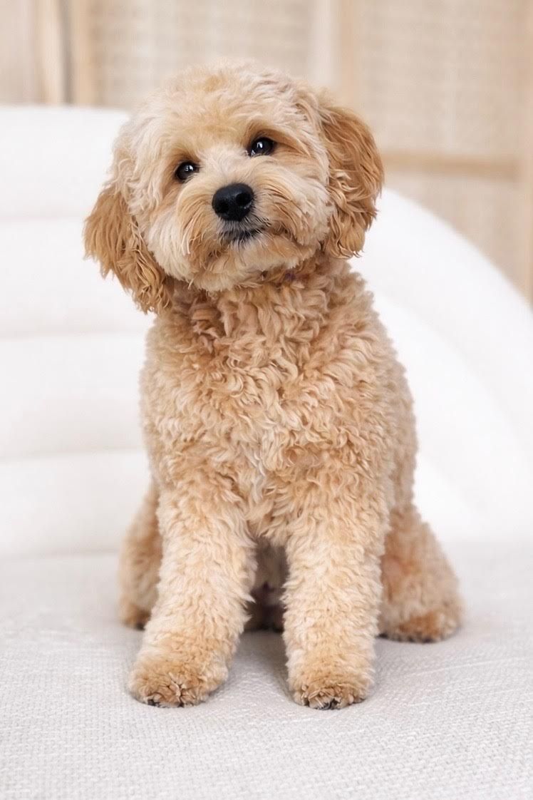 Beau - 16lbs. -/- Multigen Toy Cavapoo Stud/35% Cavalier