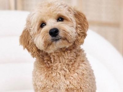 Beau - 16lbs. -/- Multigen Toy Cavapoo Stud/35% Cavalier