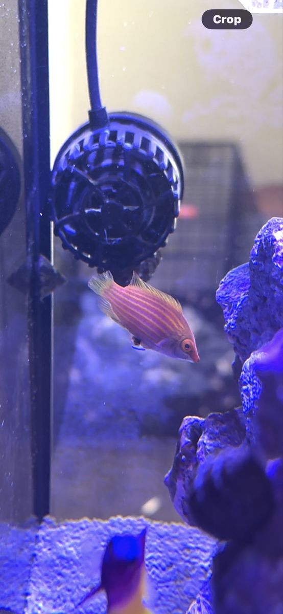 Pink streak wrasse