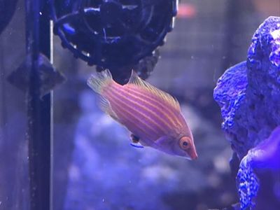 Pink streak wrasse