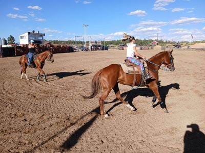 Aqha all around mare