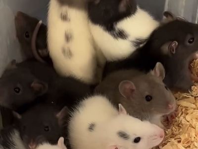 Feedder Rats