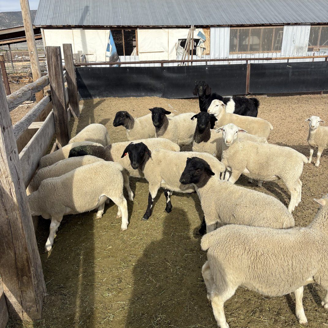 Black Head Dorper Stud Rams