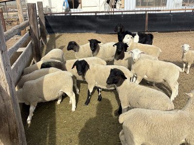 Black Head Dorper Stud Rams