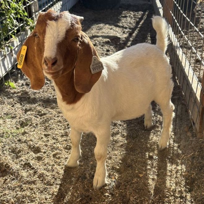 Boer wether