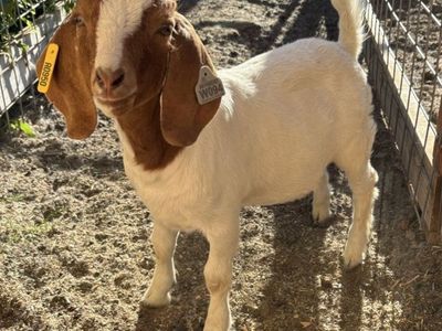 Boer wether